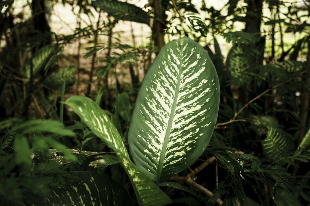 beautiful tropical leaves with blurred background
